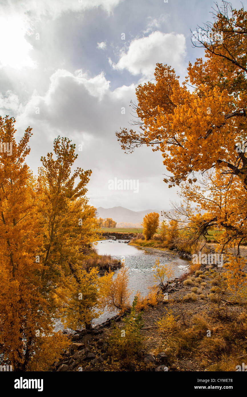 Autunno a colori durante una tempesta di neve presso il fiume Truckee nella Wadsworth Nevada Foto Stock