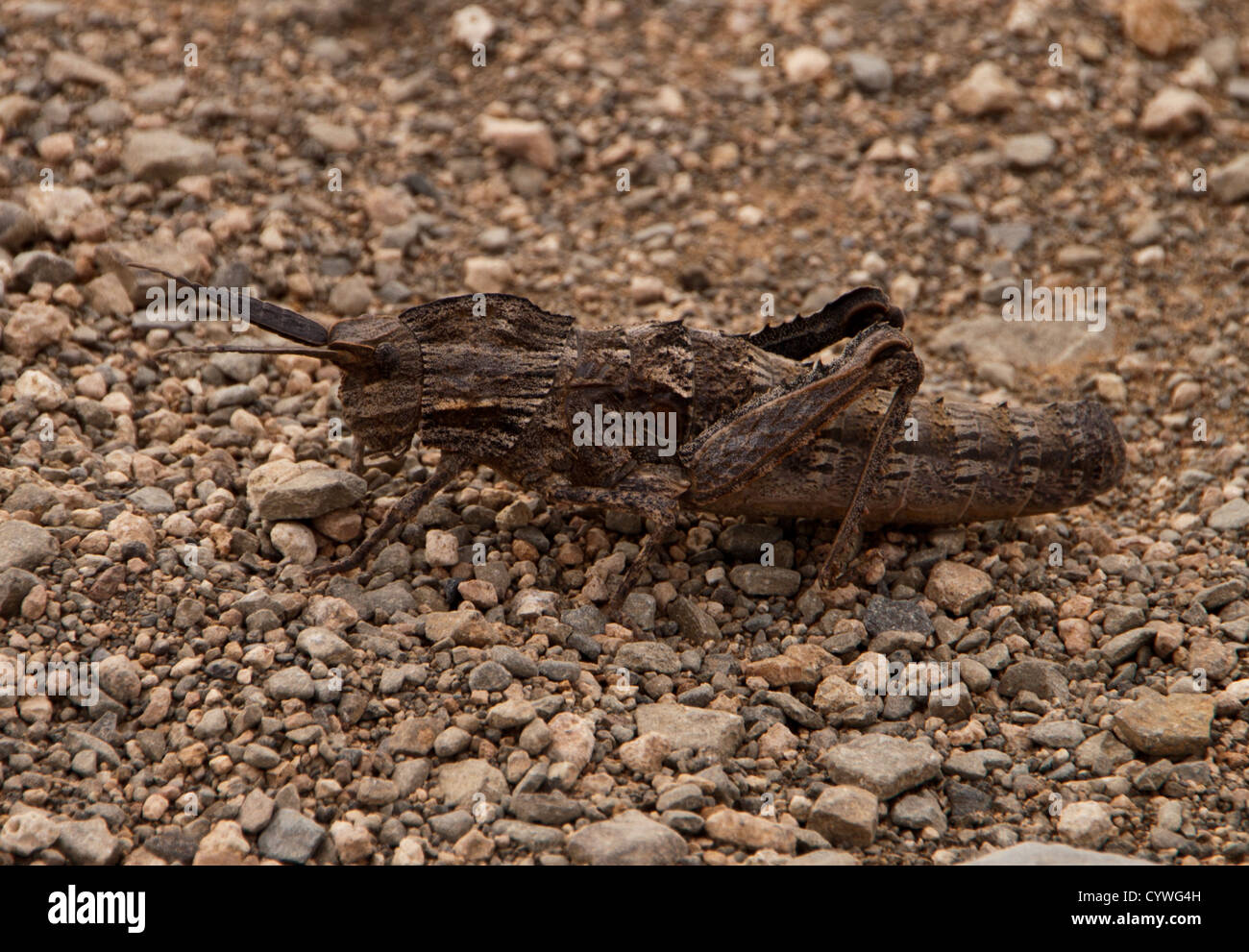 Locust attraversare una strada sporca nel Northern Cape Sud Africa Foto Stock