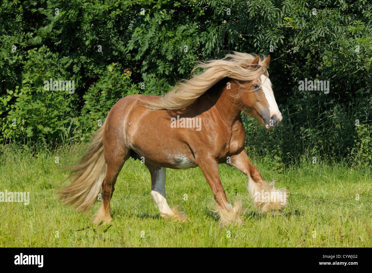 Irish Cob cavallo al galoppo nel campo Foto Stock