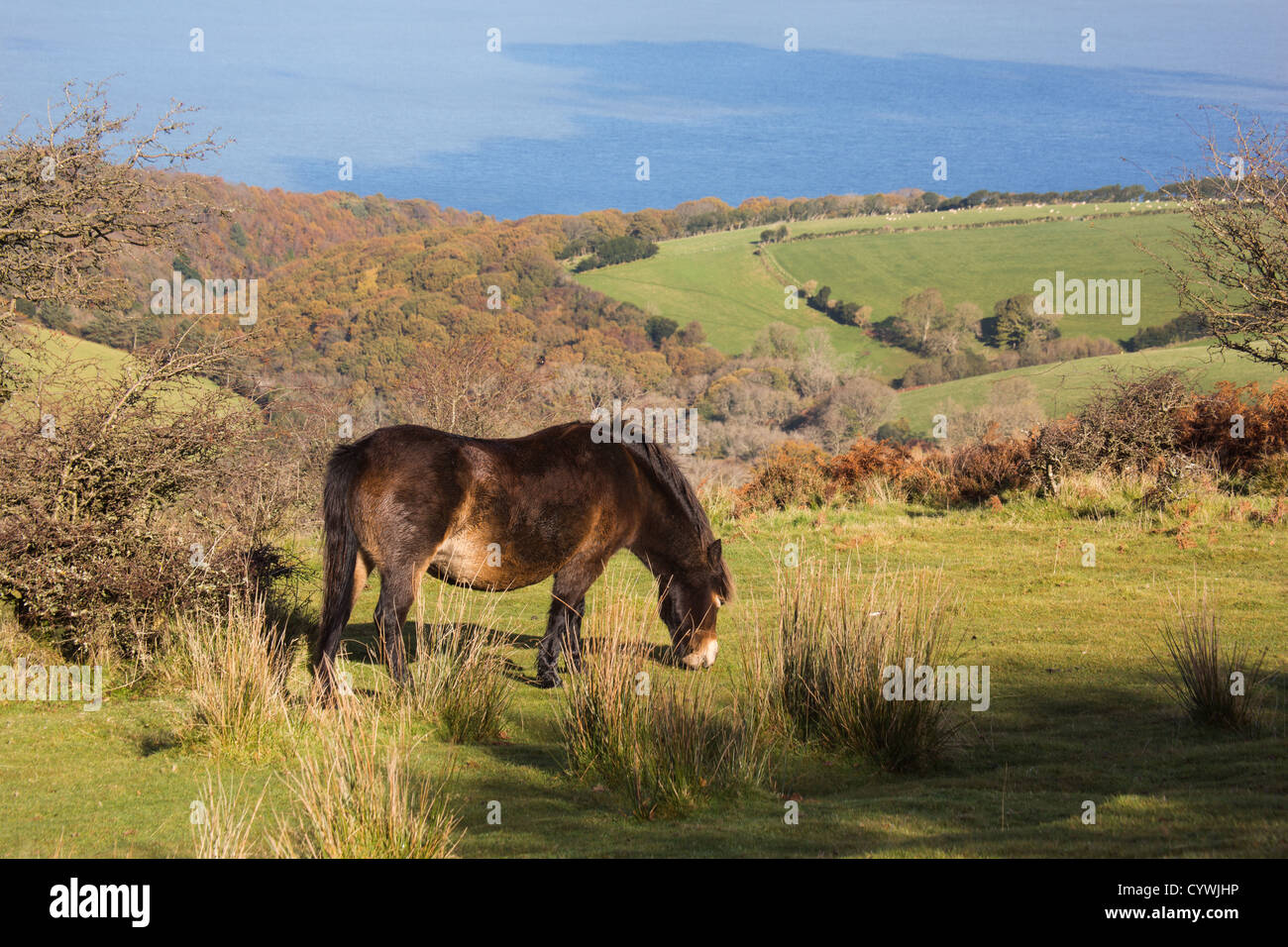 Exmoor pony, North Devon Foto Stock