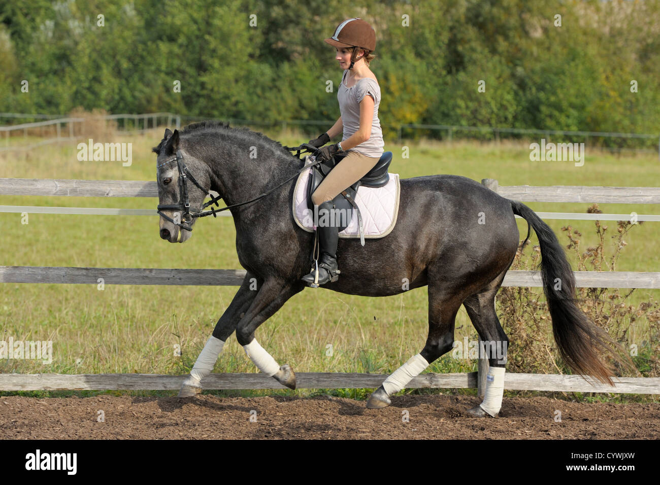 Dressage pilota sul retro del suo pony Connemara Foto Stock