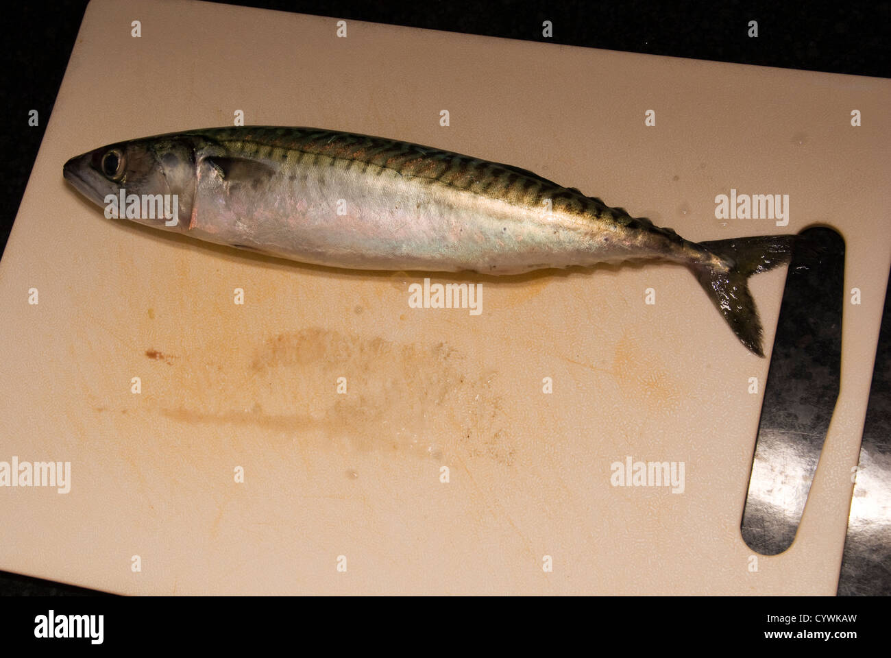 Un morto sgombro pesce intero Foto Stock