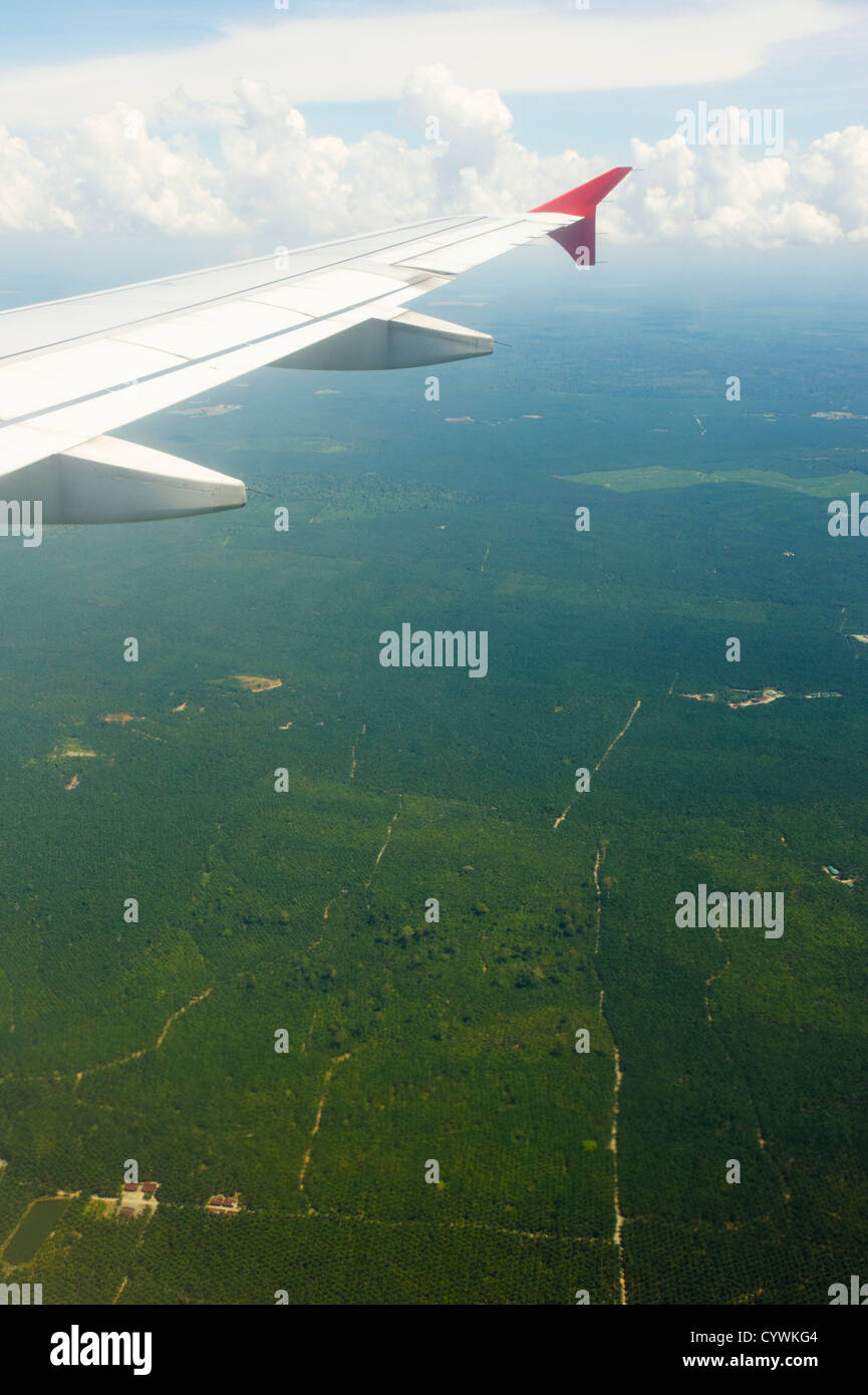Olio di palma di piantagioni, Sabah Borneo Foto Stock