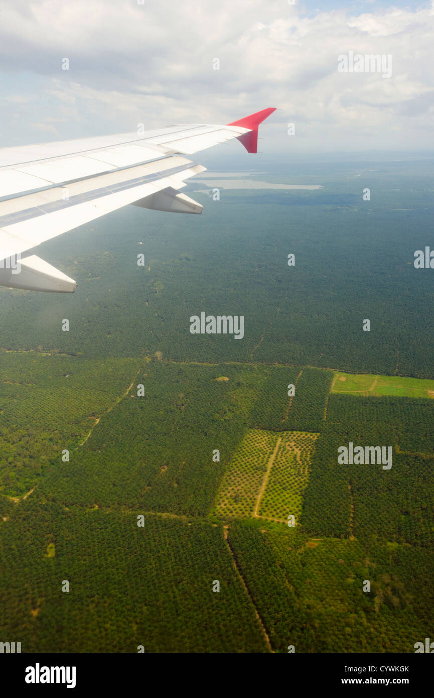Olio di palma di piantagioni, Sabah Borneo Foto Stock