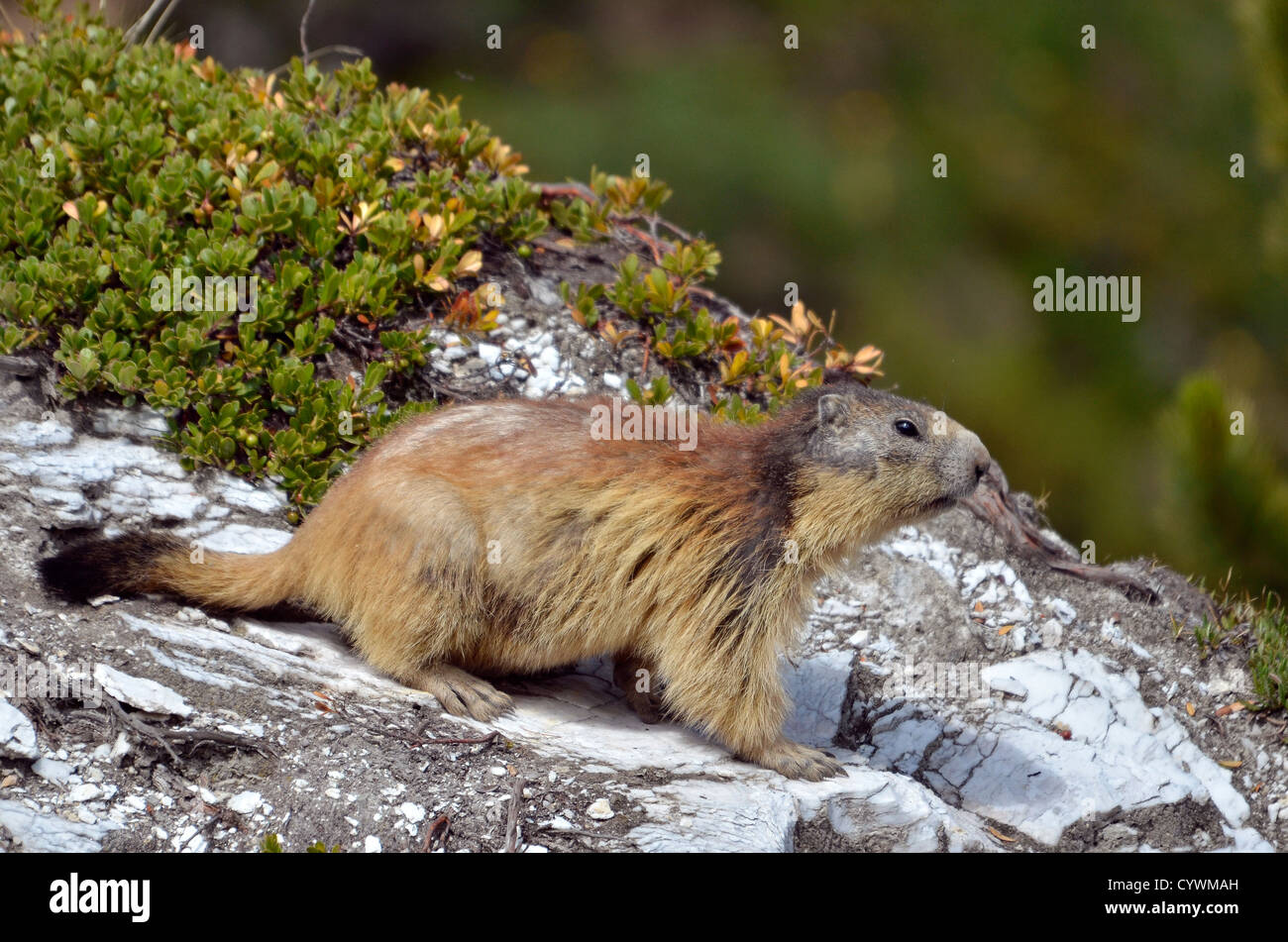 Alpine marmotta (Marmota marmota) su roccia, nelle Alpi francesi, Savoie department a La Plagne Foto Stock