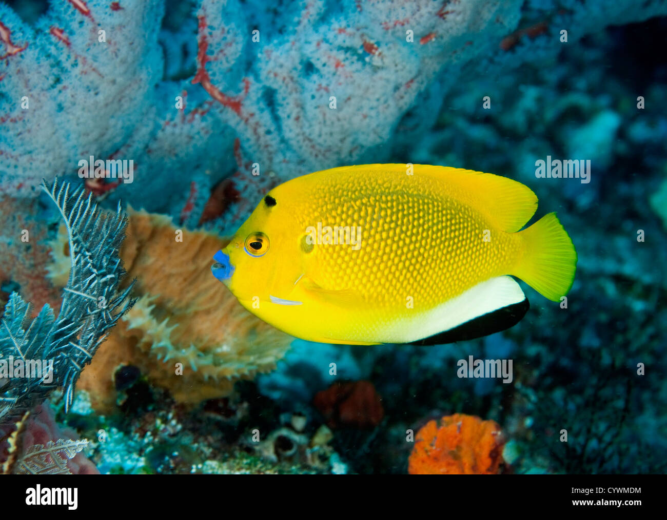 Tre spot angelfish, Apolemichthys trimaculatus, Komodo Indonesia Foto Stock