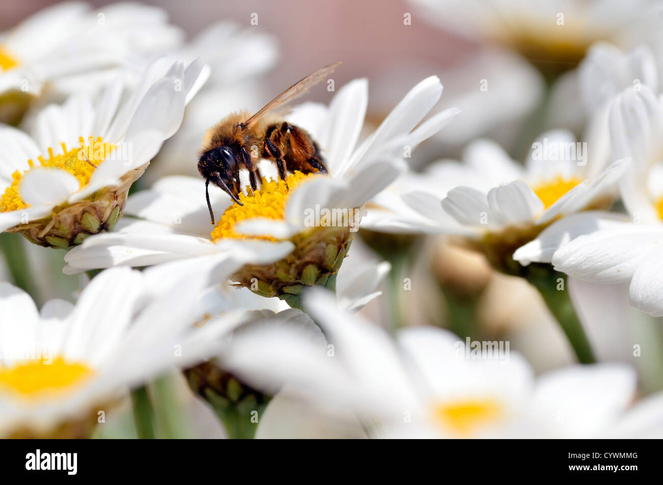 Macro di miele delle api (Apis) alimentazione su Bianco fiore anthemis Foto Stock