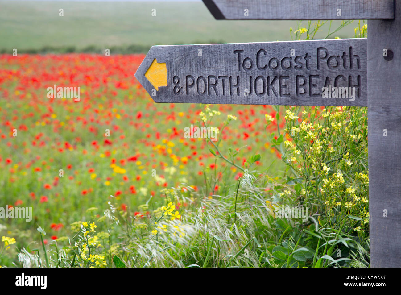 West Pentire; Cornovaglia; Regno Unito; fiori in estate; segno post Foto Stock
