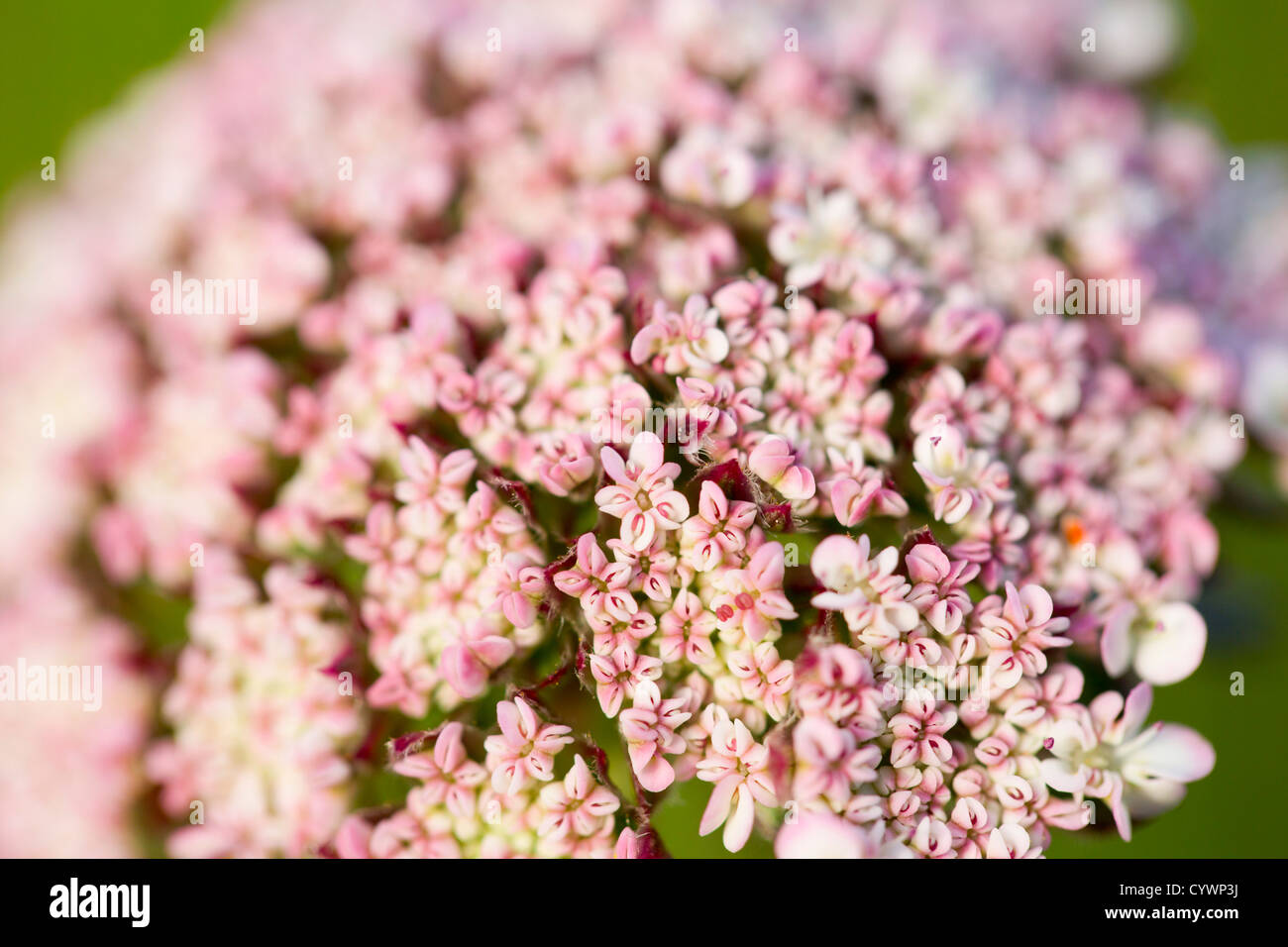 Wild carota; Daucus carota; Regno Unito Foto Stock