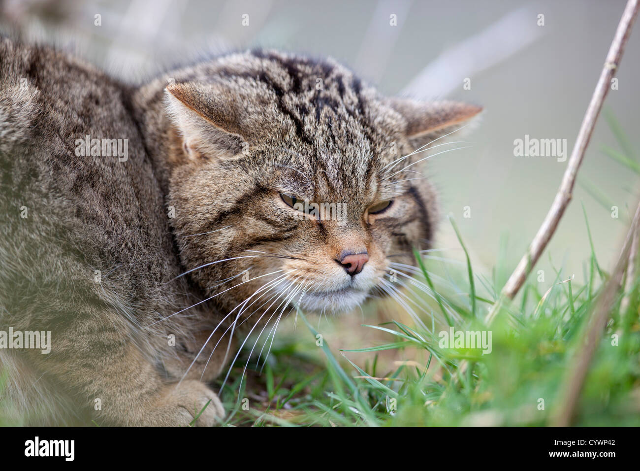 Il gatto selvatico; Felix sylvestris; Captive; Regno Unito Foto Stock