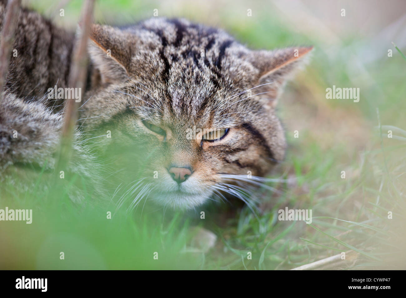 Il gatto selvatico; Felix sylvestris; Captive; Regno Unito Foto Stock