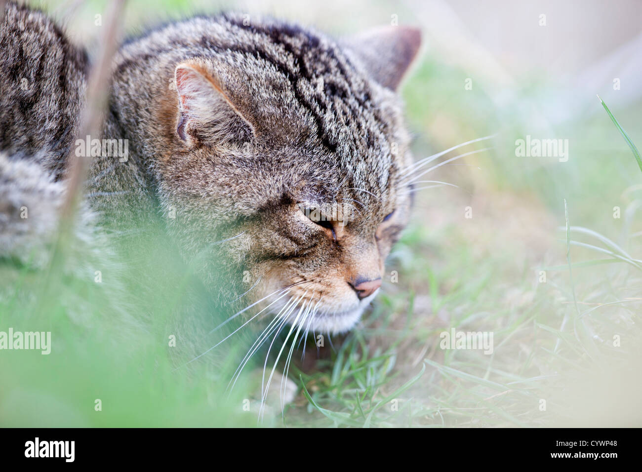 Il gatto selvatico; Felix sylvestris; Captive; Regno Unito Foto Stock