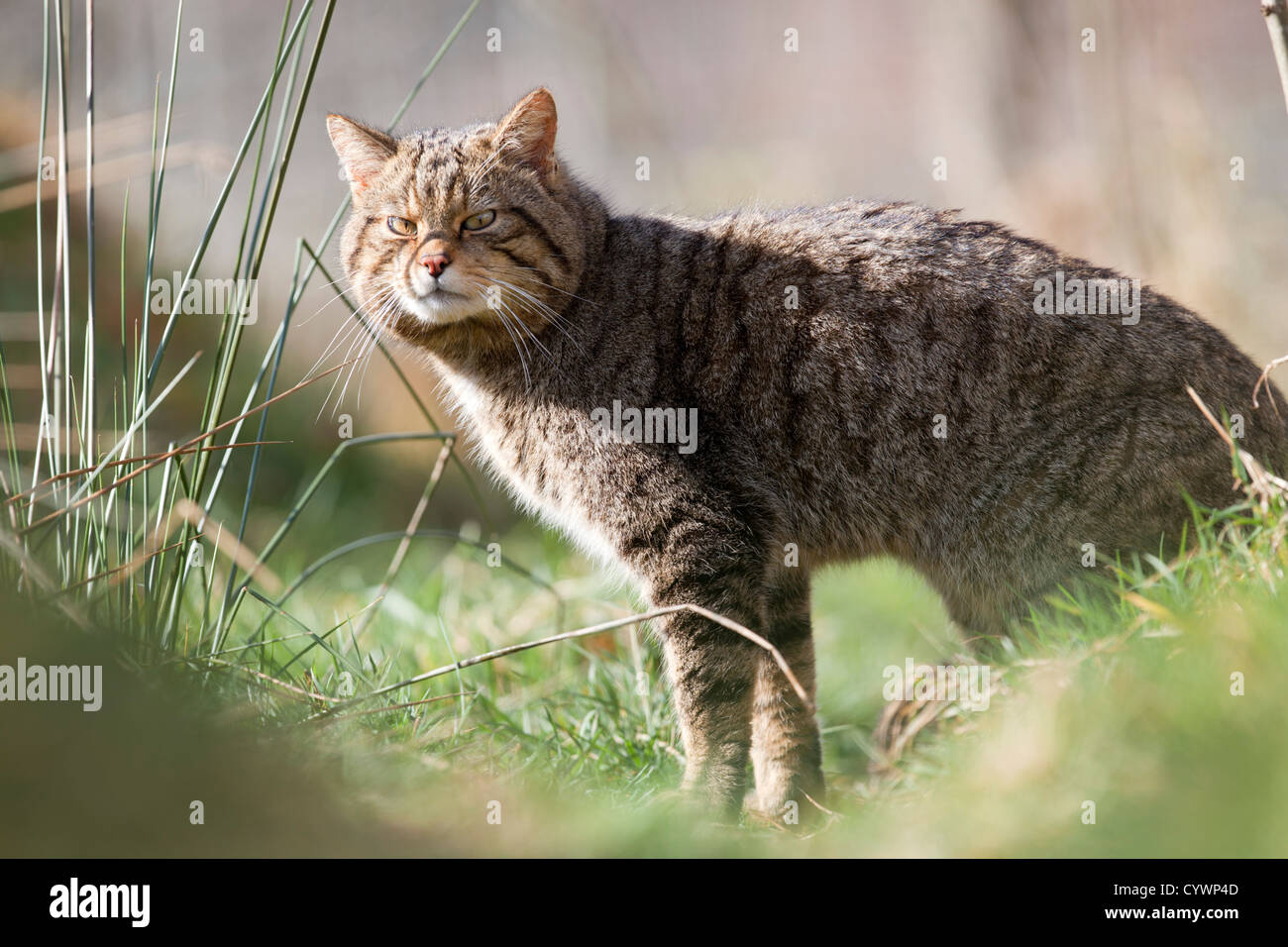 Il gatto selvatico; Felix sylvestris; Captive; Regno Unito Foto Stock