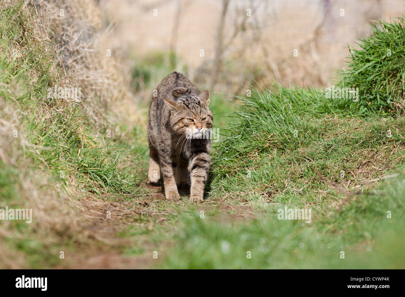 Il gatto selvatico; Felix sylvestris; Captive; Regno Unito; camminare Foto Stock