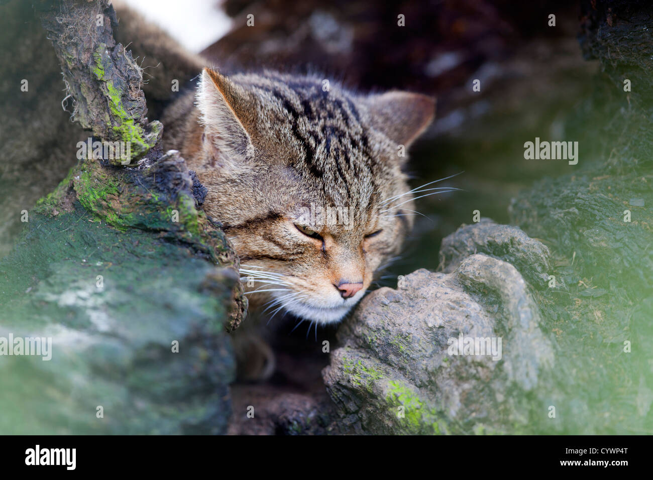 Il gatto selvatico; Felix sylvestris; Captive; Regno Unito Foto Stock