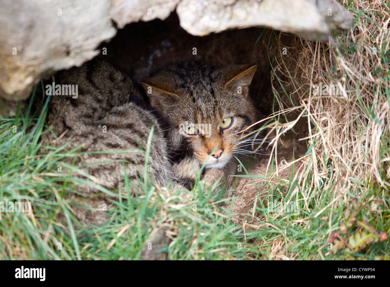 Il gatto selvatico; Felix sylvestris; Captive; Regno Unito Foto Stock