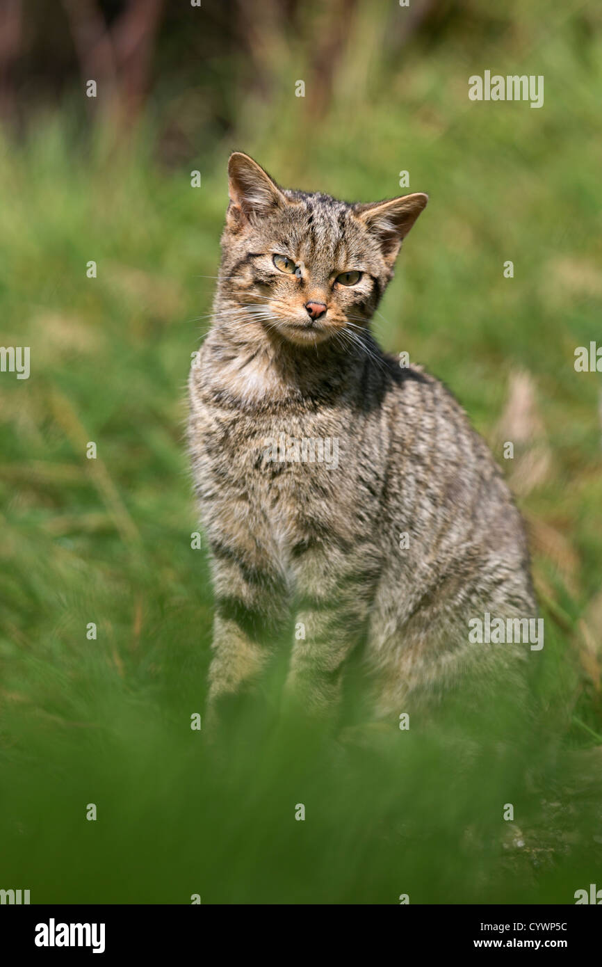 Il gatto selvatico; Felix sylvestris; captive; Regno Unito Foto Stock