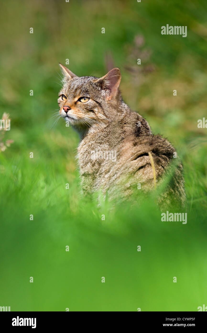 Il gatto selvatico; Felix sylvestris; captive; Regno Unito Foto Stock