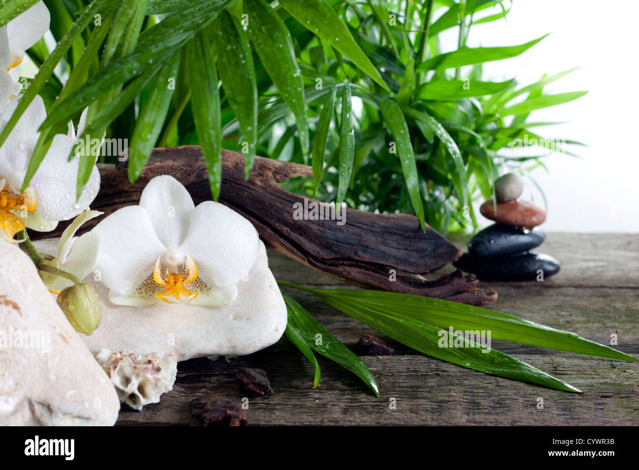 Spa concept decorazione con orchidee su assi di legno Foto Stock