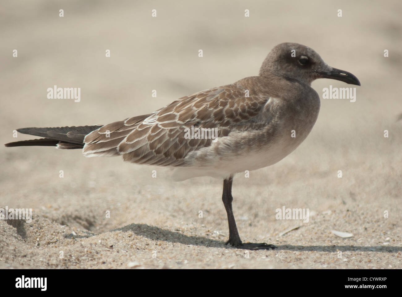 I capretti ridere gabbiano (Leucophaeus atricilla) a Cape May Foto Stock