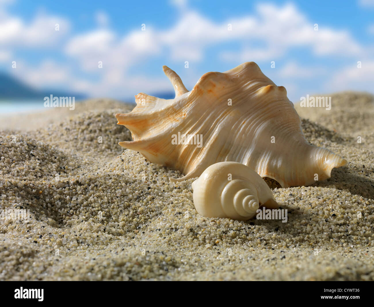 Due gusci su di una spiaggia di sabbia in un giorno di estate Foto Stock