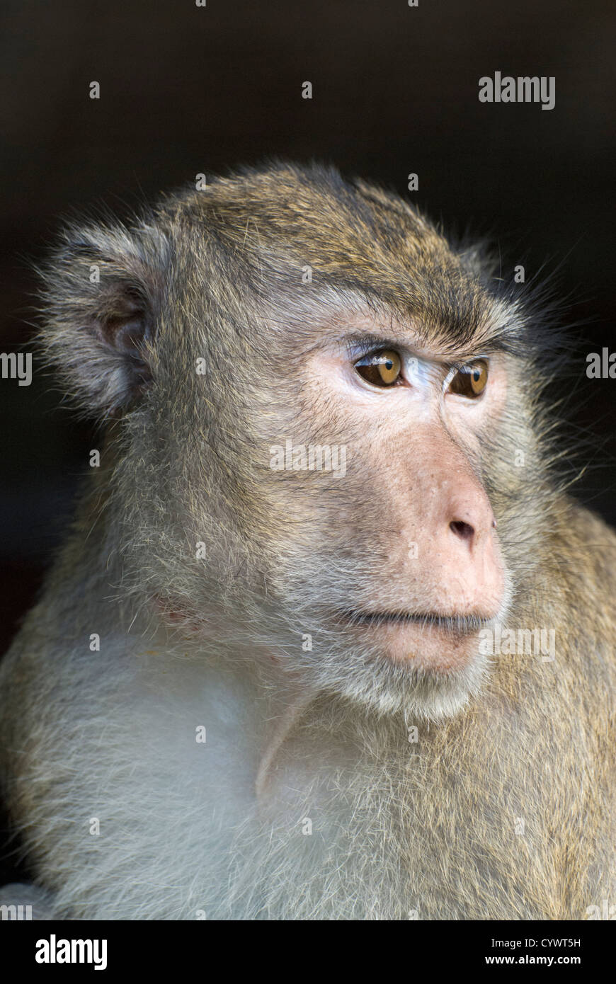 Lunga coda Macaque [Macaca fascicularis] a Angkor Wat, Cambogia. Foto Stock