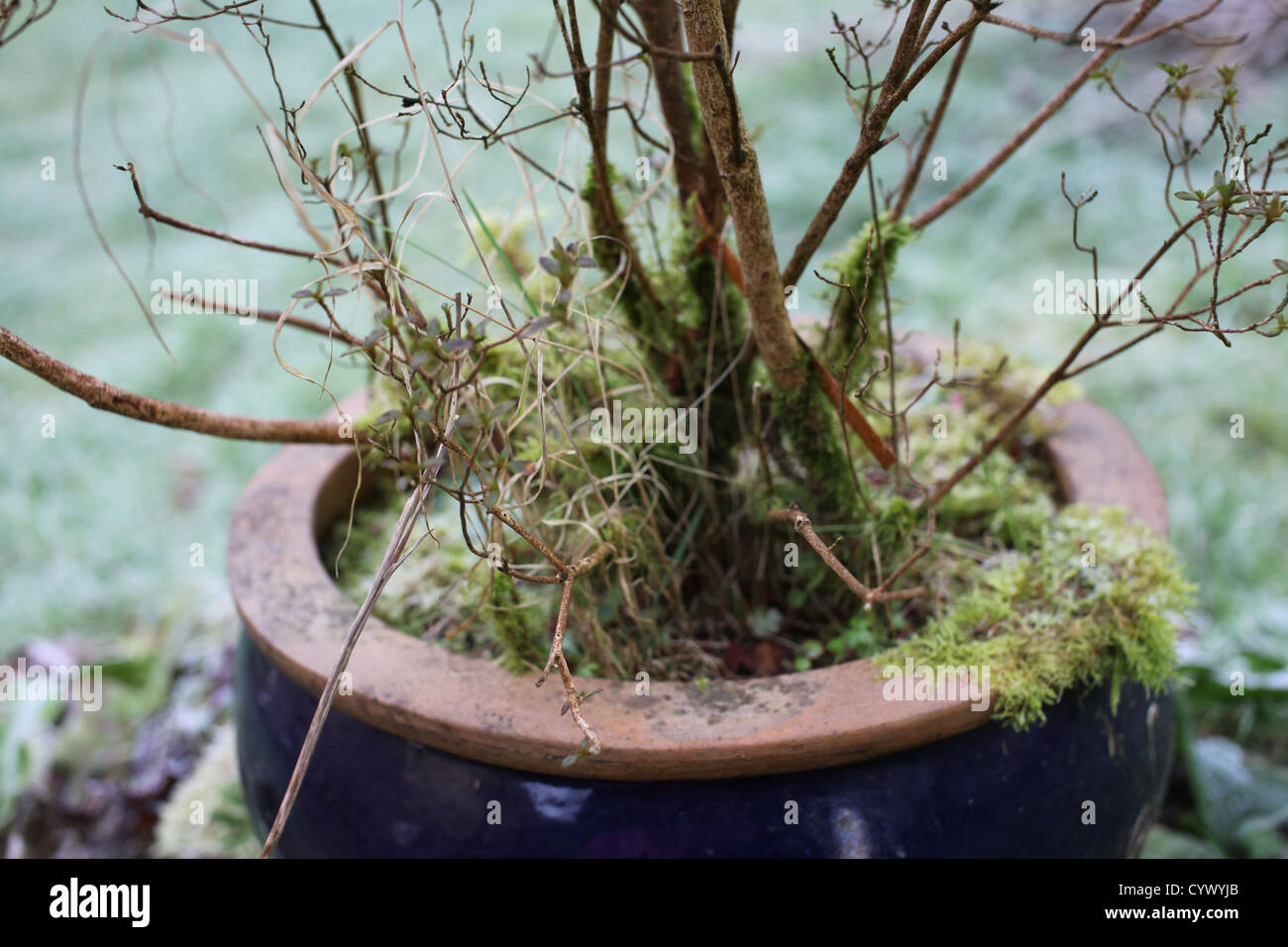 Frosty vaso da giardino in inverno campagna, Devon Foto Stock