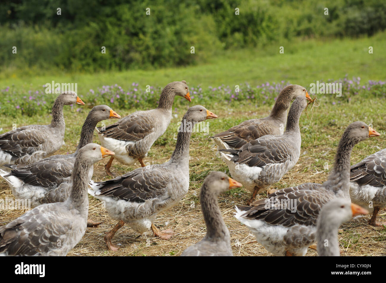 Agriturismo le oche grigie in Dordogne, Francia Foto Stock