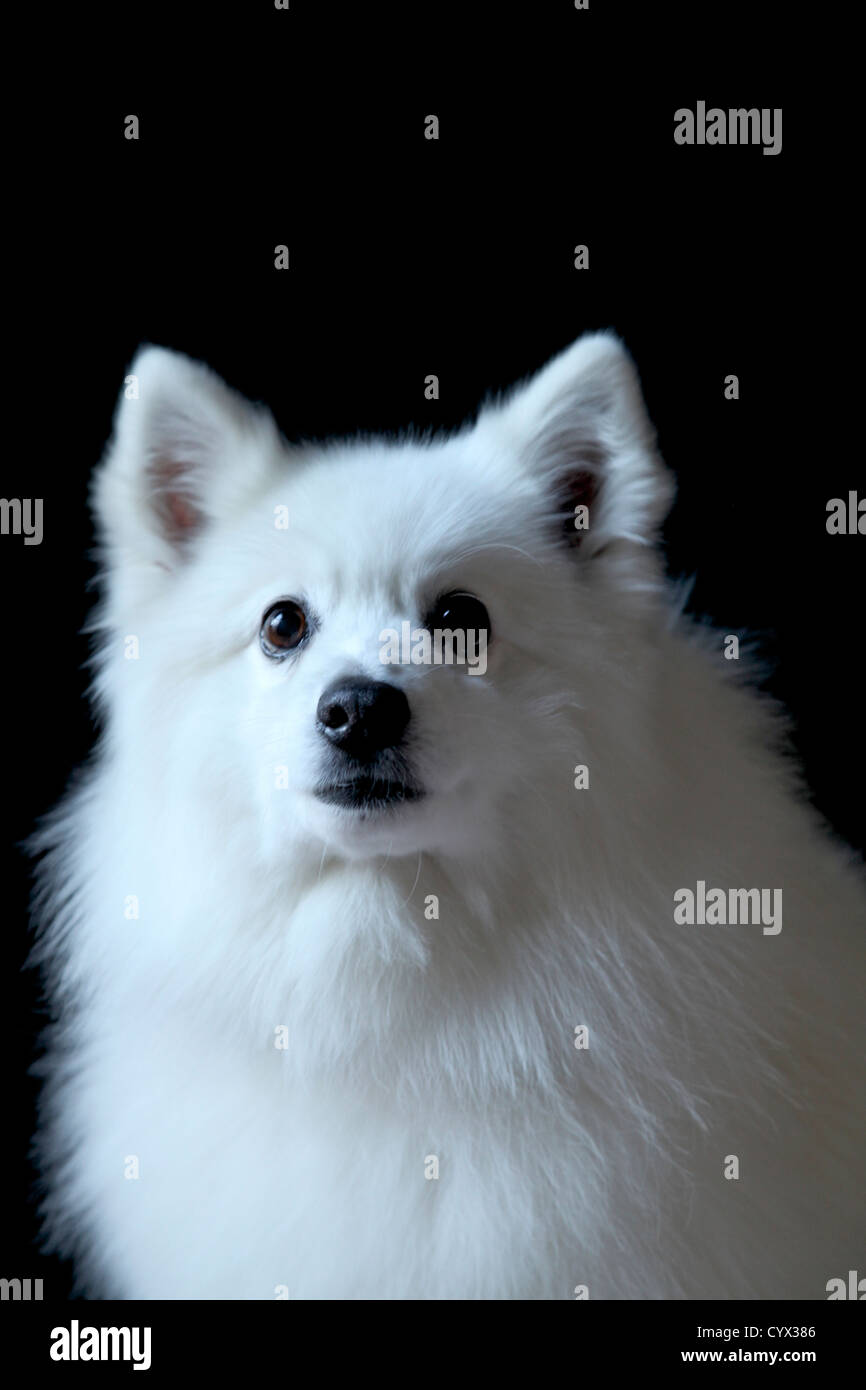 American Eskimo dog ritratto Foto Stock