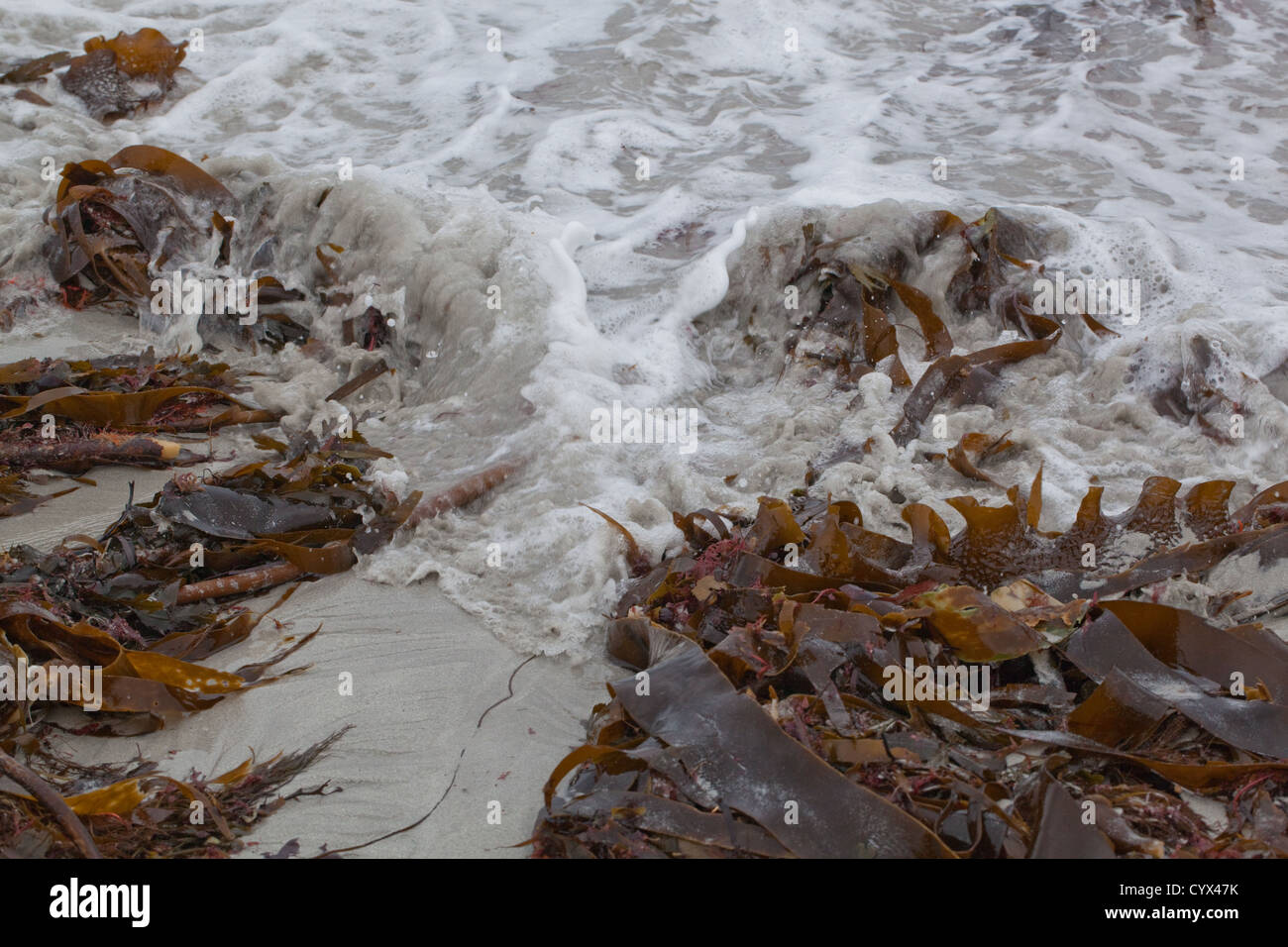 Le onde in arrivo sulla spiaggia, Isola di Iona, Ebridi Interne, SW in Scozia. Wrack le alghe le alghe lavato fino dalla marea. West coast Iona. Foto Stock