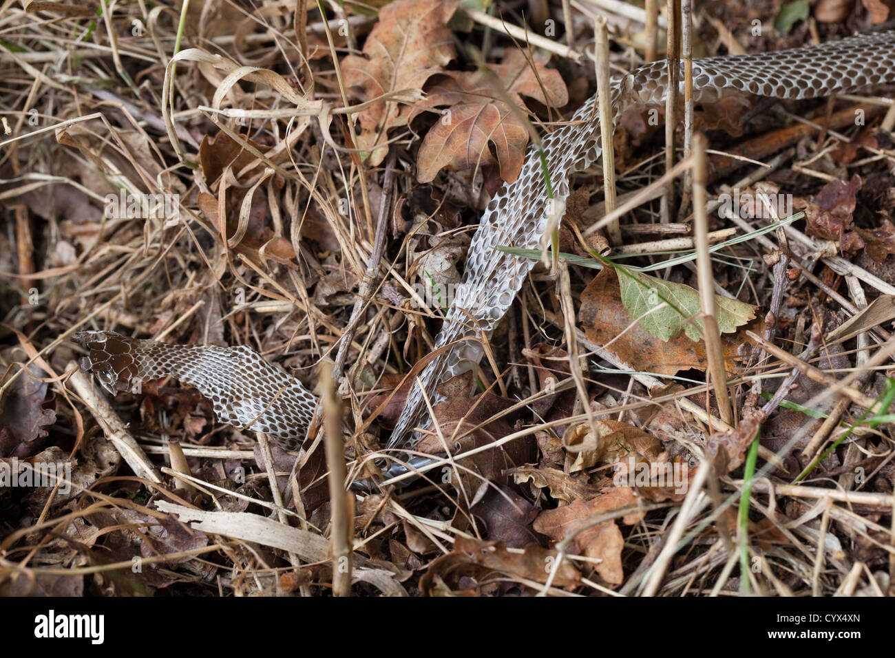 Biscia dal collare (Natrix natrix). En situ sezione di pelle spellata come snake spostato e ritorto il suo corpo tra i gambi di erba. Foto Stock