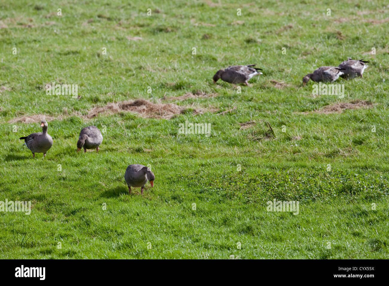 Graylag oche (Anser anser). Grandi le fatture in azione. Il pascolo, selettivamente da ovini allevati cotica erbosa. Genuine uccelli selvatici a Iona. Foto Stock