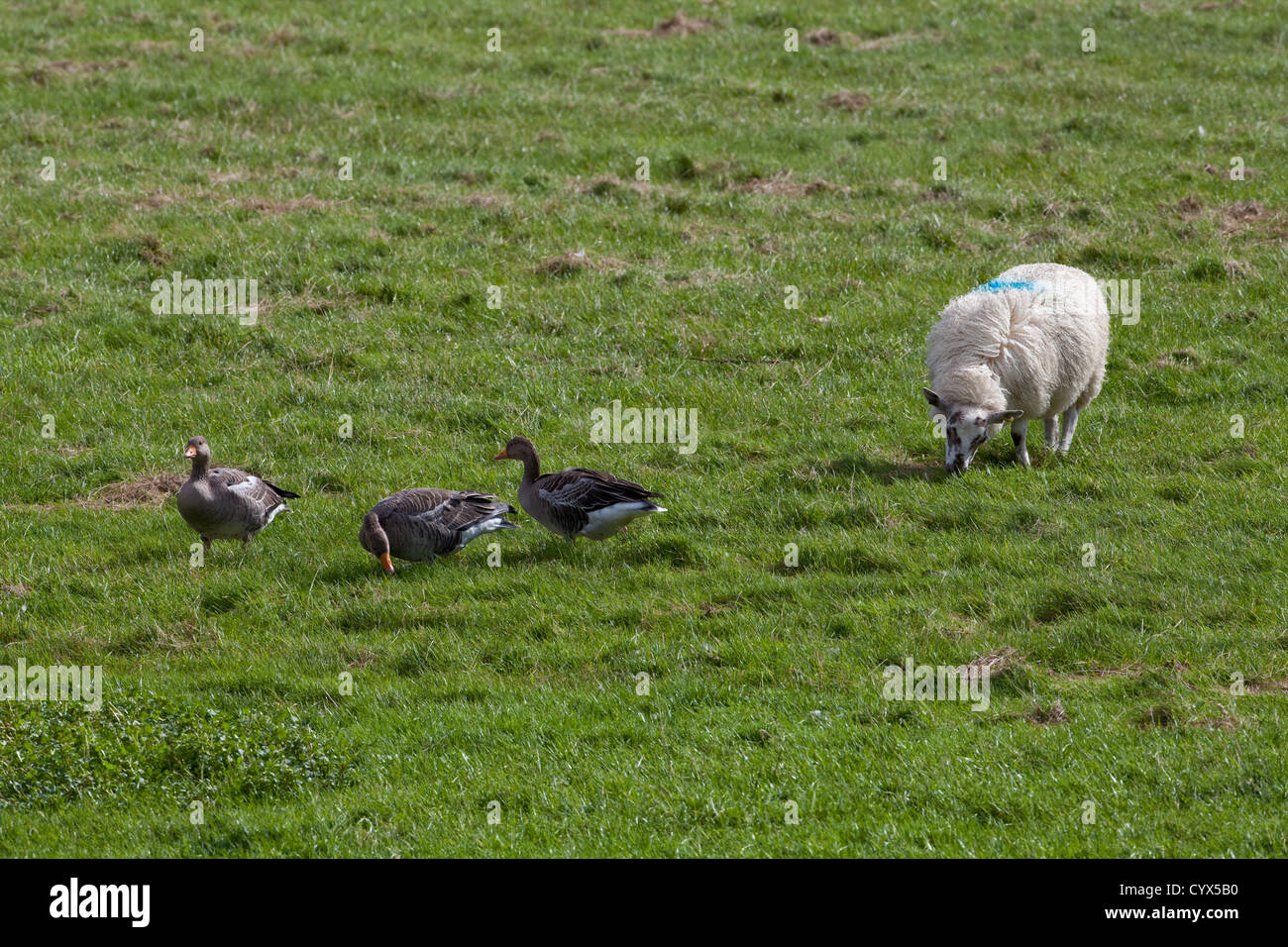 Graylag oche (Anser anser). Grandi le fatture in azione. Il pascolo, selettivamente da ovini allevati cotica erbosa. Foto Stock