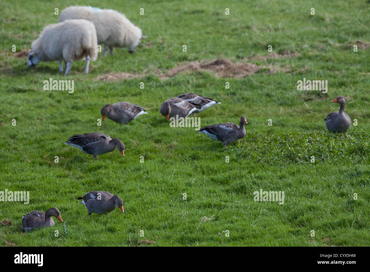 Graylag oche (Anser anser). Grandi le fatture in azione. Il pascolo, selettivamente da ovini allevati cotica erbosa. Genuine uccelli selvatici a Iona. Foto Stock