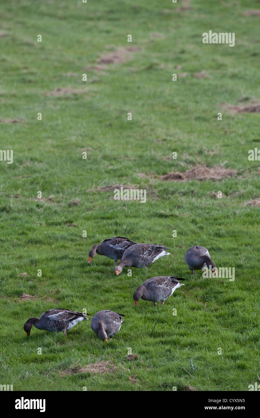 Graylag oche (Anser anser). Grandi le fatture in azione. Il pascolo, selettivamente da ovini allevati cotica erbosa. Genuine uccelli selvatici a Iona. Foto Stock