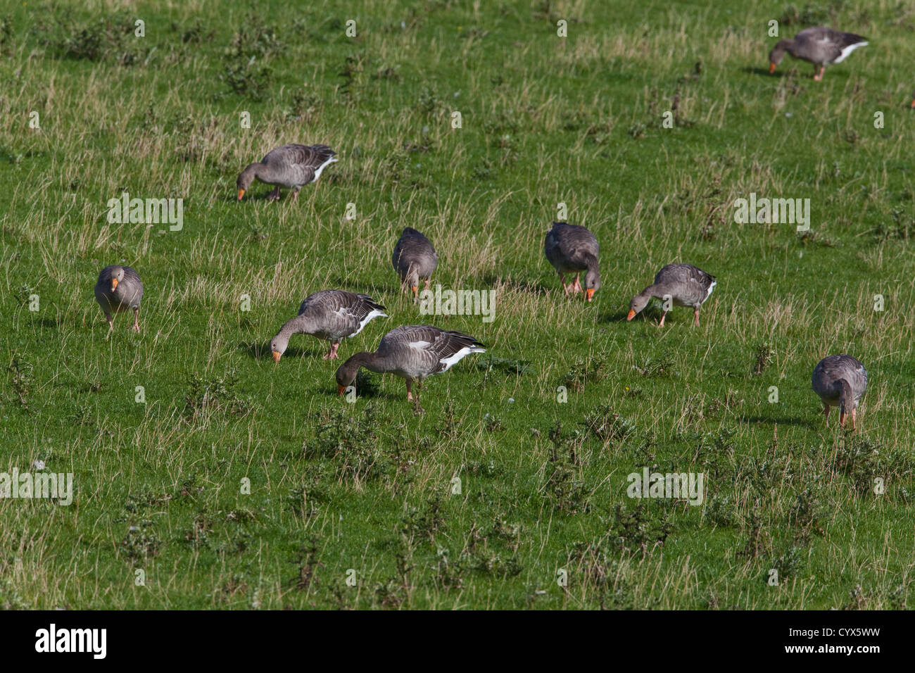 Graylag oche (Anser anser). Grandi le fatture in azione. Il pascolo, selettivamente da ovini allevati cotica erbosa. Genuine uccelli selvatici a Iona. Foto Stock