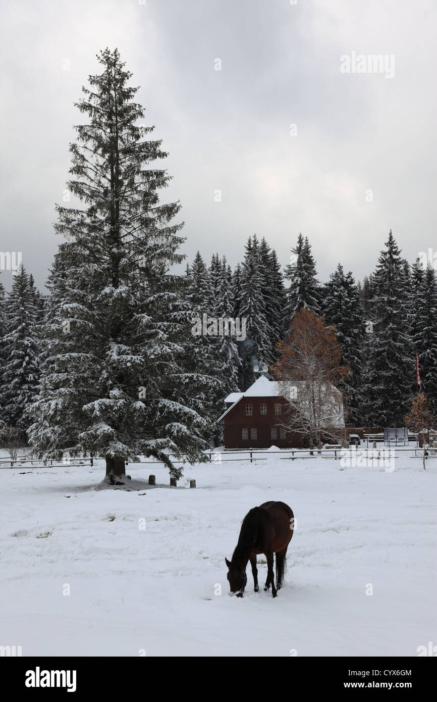 Cavallo nella neve invernale a Selva Boema National Park, Boemia, Repubblica ceca, l'Europa. Foto di Willy Matheisl Foto Stock