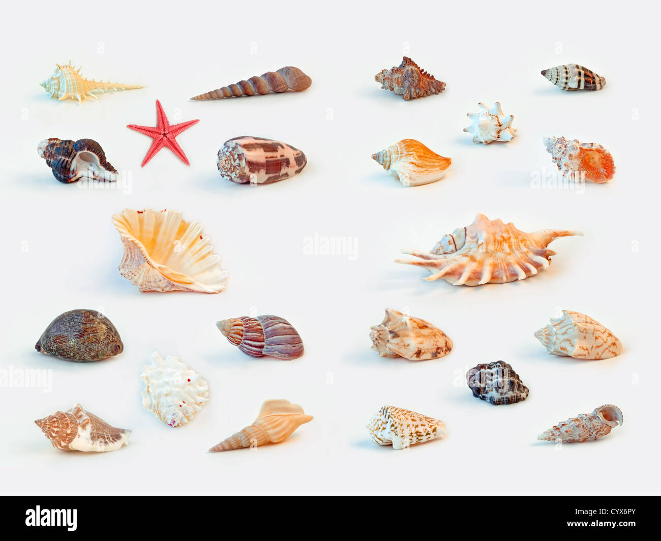 Collezione di conchiglie di mare su sfondo bianco Foto Stock