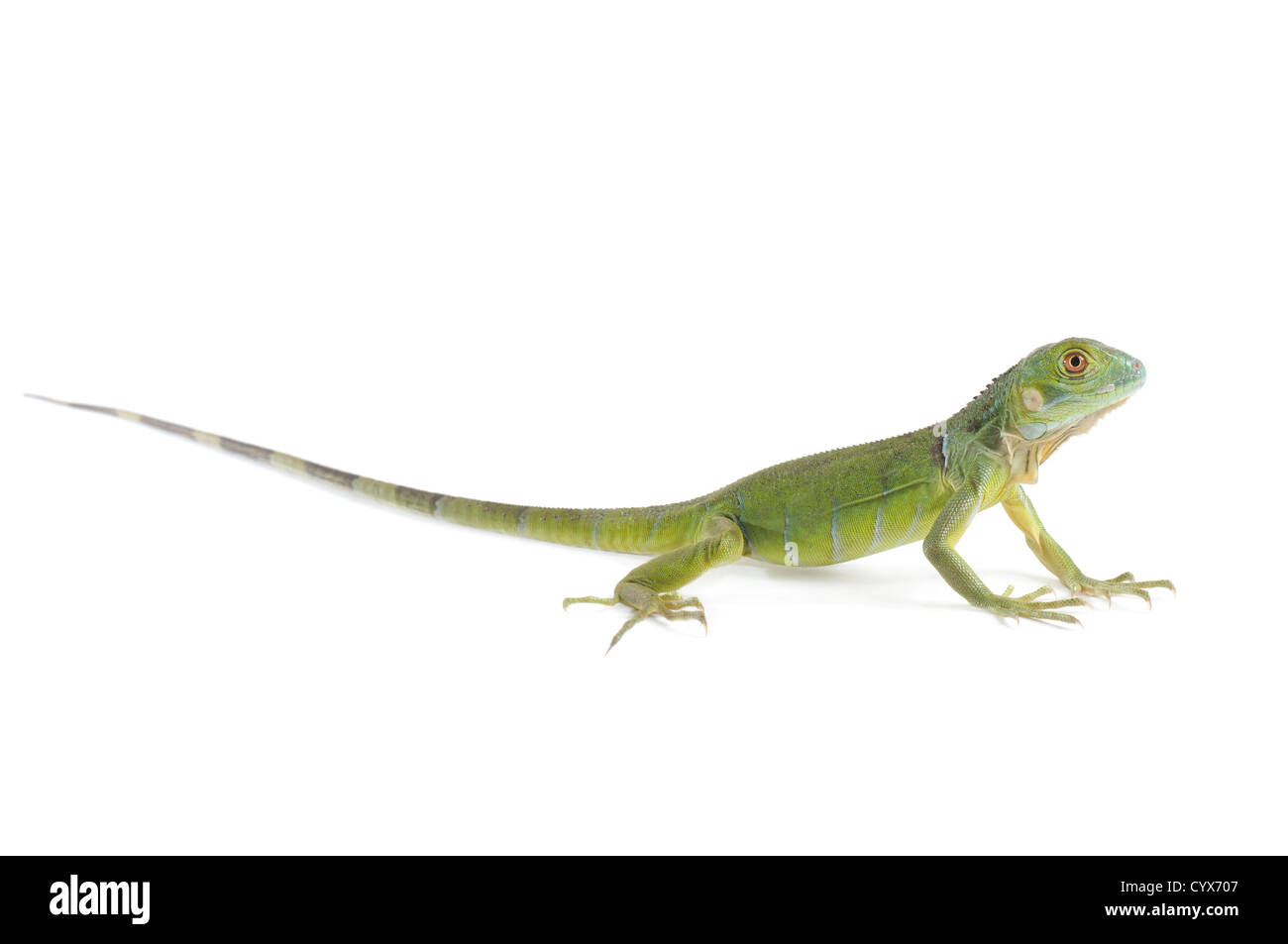 Baby iguana isolati su sfondo bianco. Foto Stock