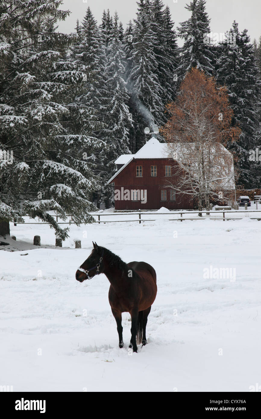 Cavallo nella neve in inverno presso la Sumava Parco Nazionale,Bohemia,Repubblica ceca, l'Europa. Foto di Willy Matheisl Foto Stock