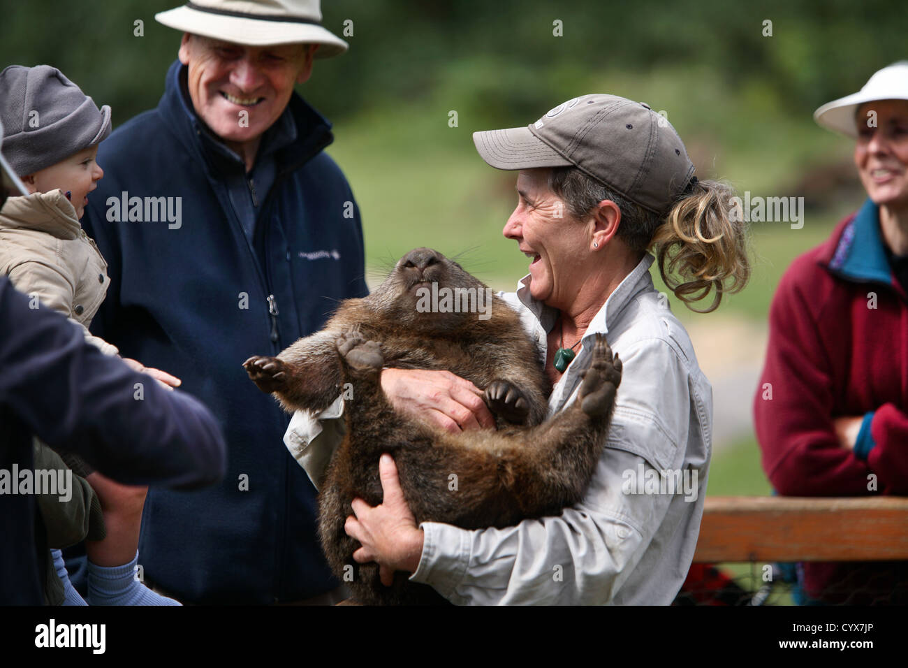 Wombat con visitatori presso il Trowunna Wildlife Sanctuary. La Tasmania, Australia. Foto Stock