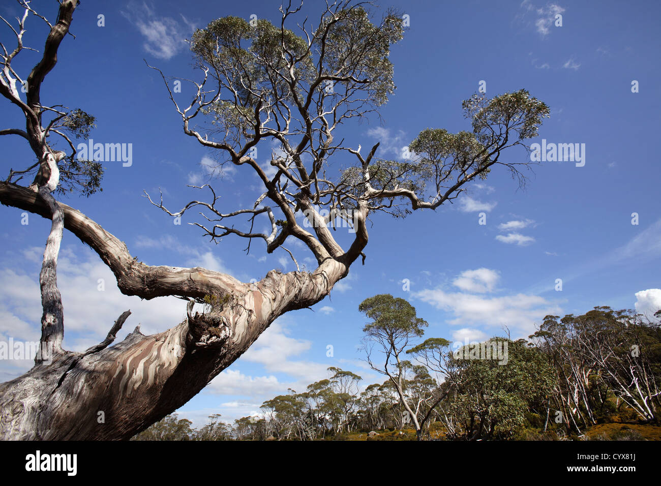 Gomma-albero sull'Overland Track. Culla Mt - Lake St Clair National Park, la Tasmania, Australia. Foto Stock