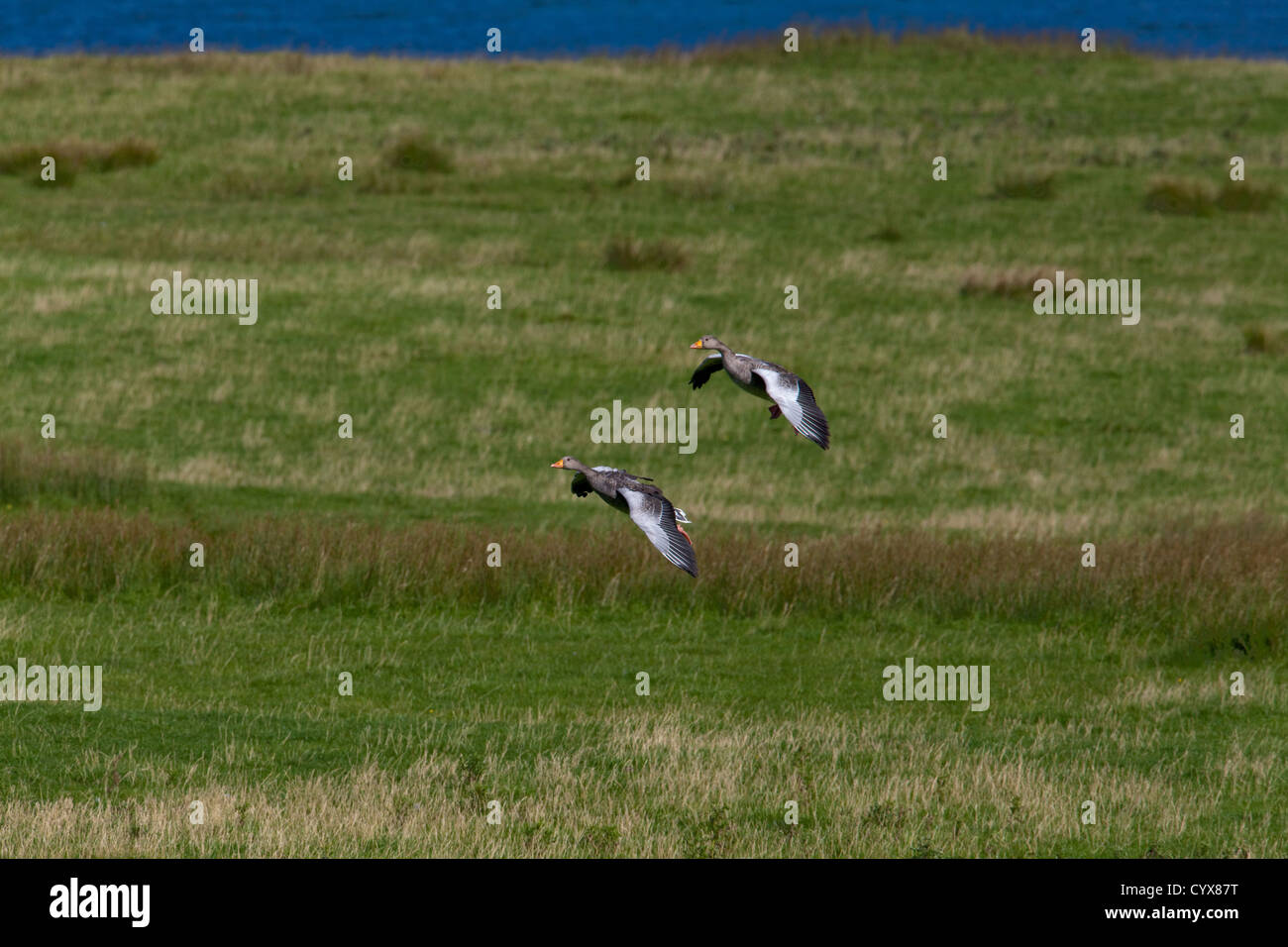 Western Graylag oche Anser anser. Coppia di atterraggio su animali allevati al pascolo. Iona. Ebridi Interne. Costa ovest della Scozia. Foto Stock