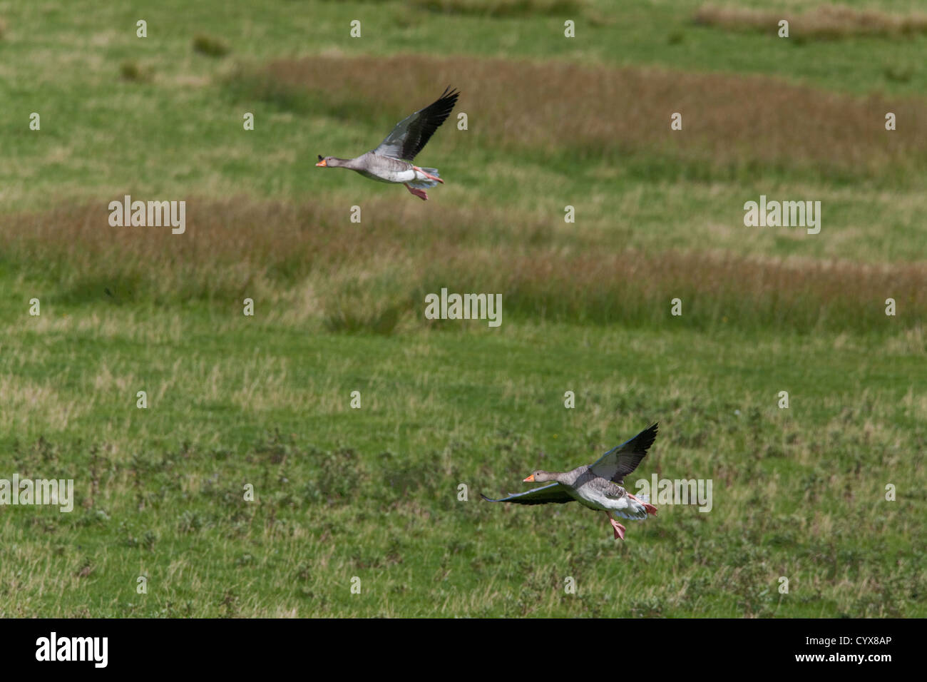Western Graylag oche Anser anser. Coppia di atterraggio su animali allevati al pascolo. Iona. Ebridi Interne. Costa ovest della Scozia. Foto Stock