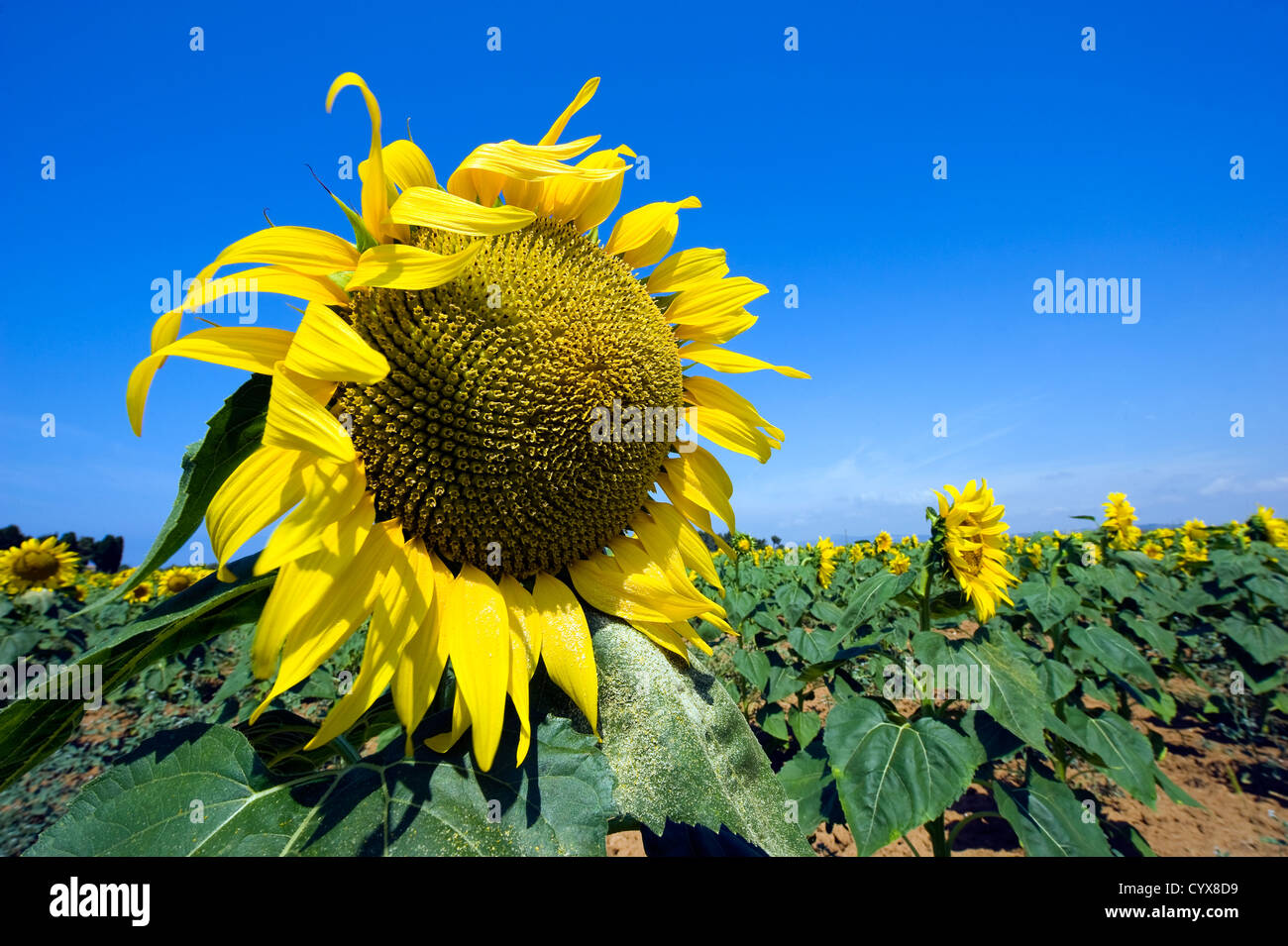 Girasoli su un campo di semi di girasole in Toscana in Italia. Foto Stock
