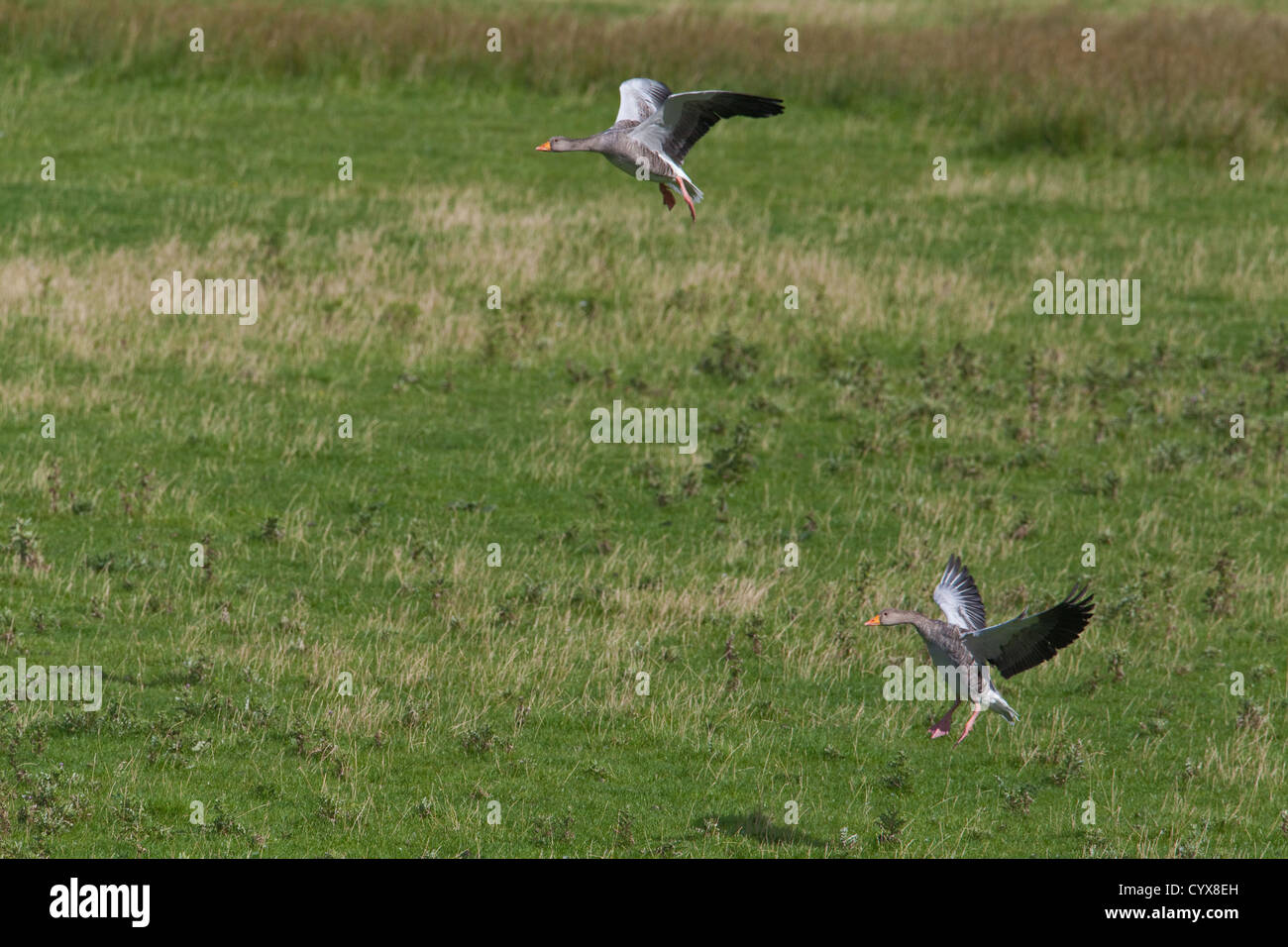 Western Graylag oche Anser anser. Coppia di atterraggio su animali allevati al pascolo. Iona. Ebridi Interne. Costa ovest della Scozia. Foto Stock