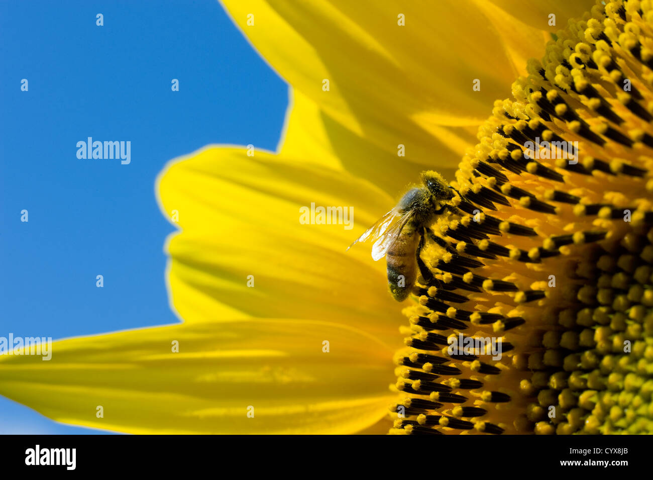 Un'ape seduto su un girasole in un campo di girasoli. Foto Stock