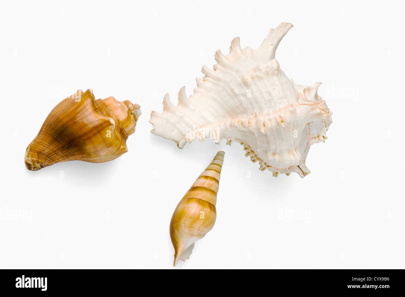 Close-up di conch gusci Foto Stock