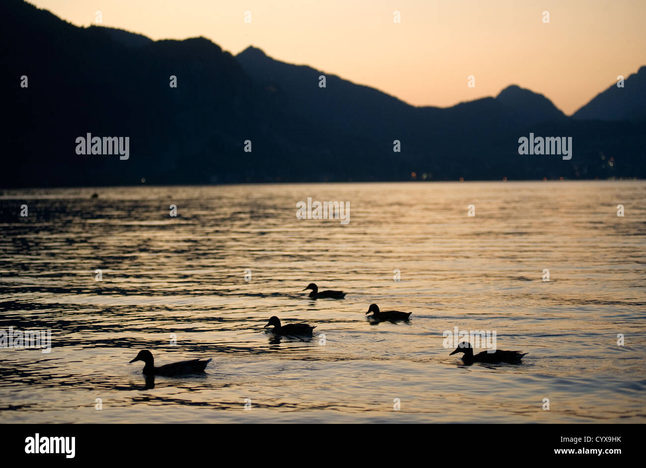 Cinque anatre nuotare in un lago durante il tramonto in Austria Foto Stock