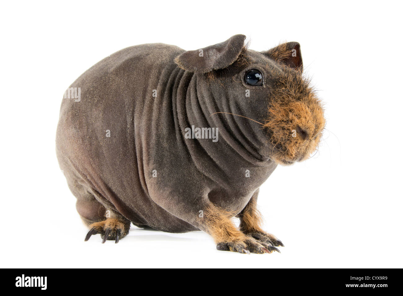 La cavia (cavia, porcelluson) isolato su sfondo bianco. Foto Stock